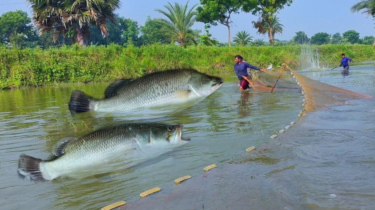 Amazing Fishing Video || Shocking River Fishing! Big Net Catch in Canal ||  Big fishing