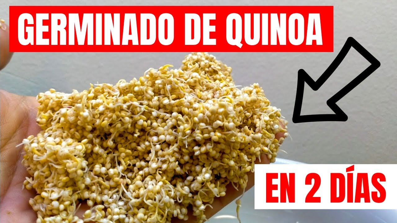 ☘️ COMO HACER GERMINADO DE QUINOA DE  FORMA FÁCIL EN CASA. MUY SABROSOS