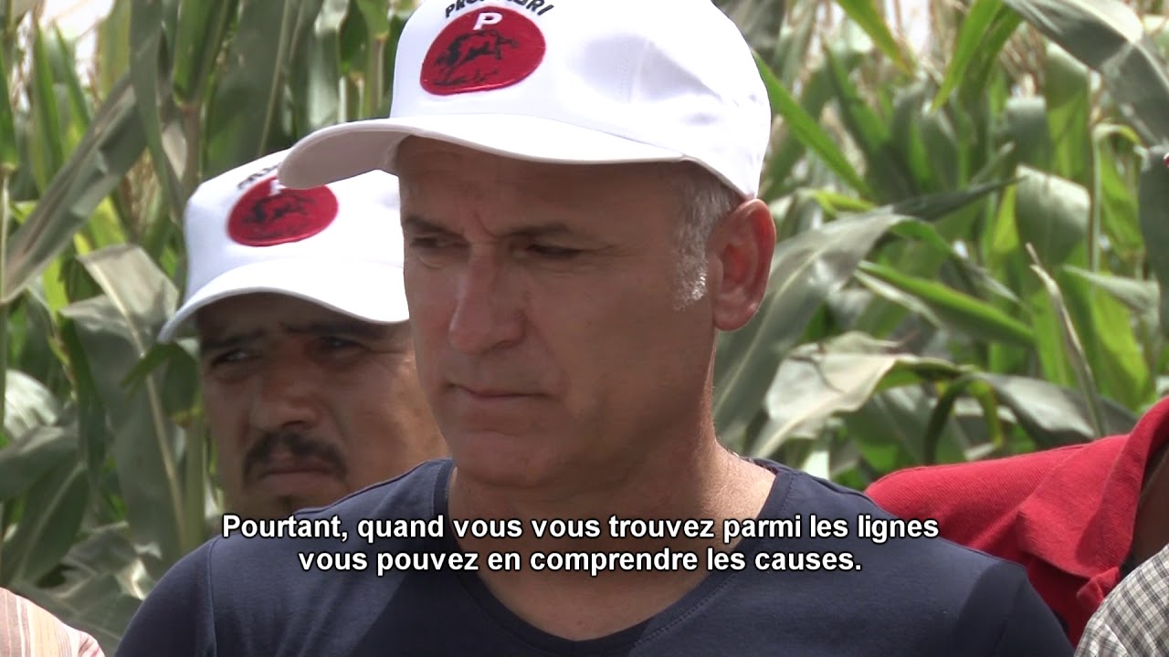 Les hybrides AS - ma&iuml;s excellent pour l'ensilage - r&eacute;ussite &agrave; l'Afrique de Nord - Le Maroc
