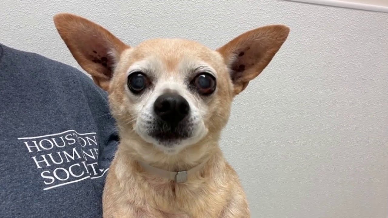 Meet Soda-Pop: Adopt This Sweet Pup from Houston Humane Society