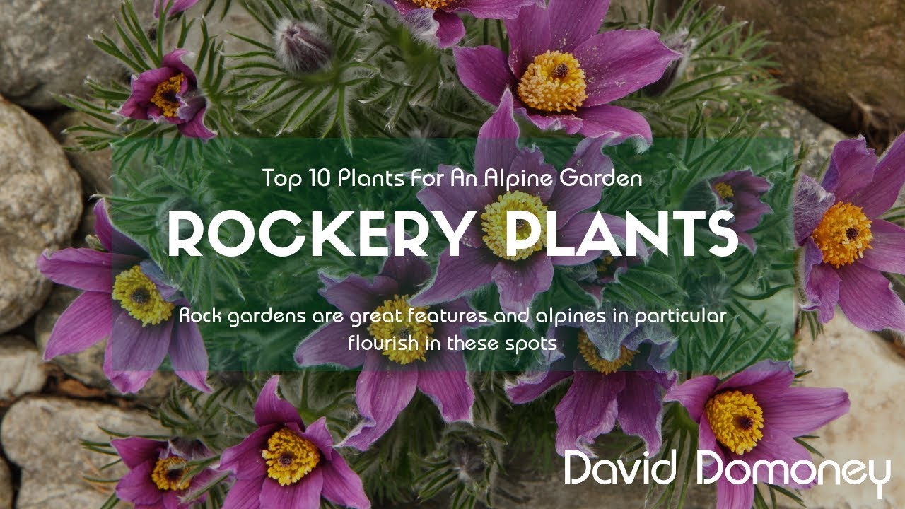 Top 10 Rockery Plants For Alpine Gardens