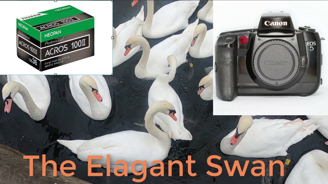 Canon EOS 5-- Fuji Acros 11- -Photographing swans- -Mini review of the Canon EOS 5 35mm SLR camera