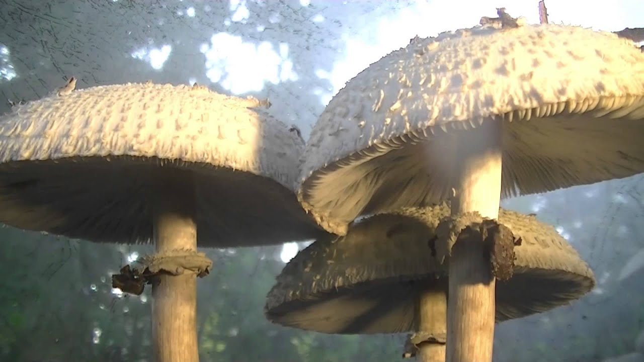 Mushroom time lapse over 48 hours timelapse photography Chlorophyllum Molybdites