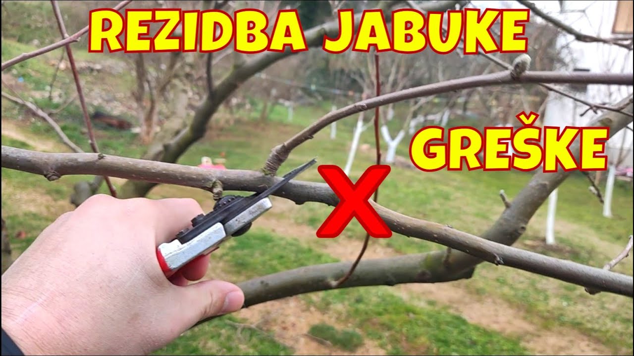 Rezidba jabuke za početnike - Ne radite ove gre&scaron;ke