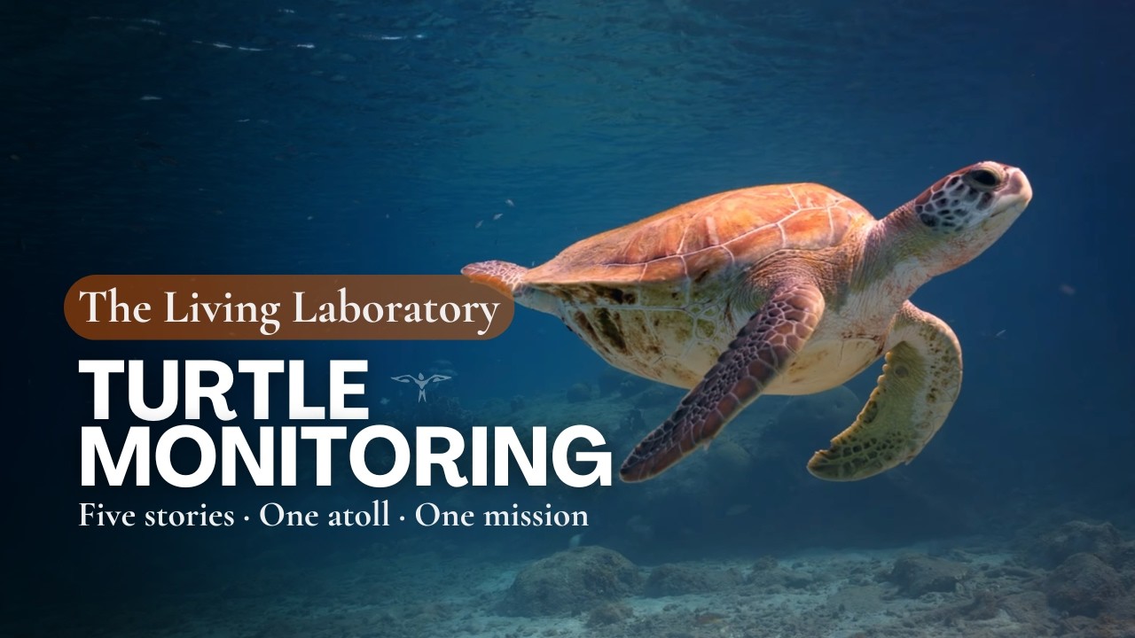 The Green Sea Turtle Nesting Monitoring on Tetiaroa
