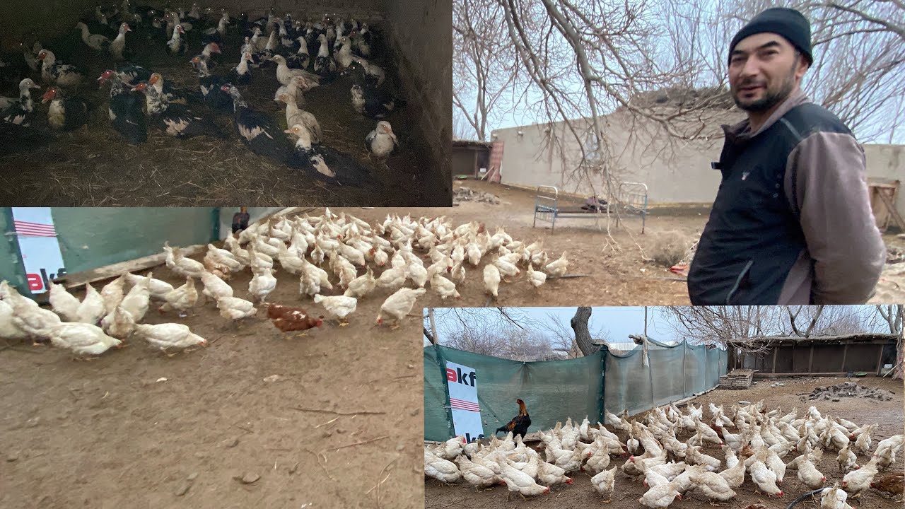 ТУХУМГА ТАЁР ТОВУК 🐓🦆ЖУЖАЛАР ВА ИНДУШКАЛАР СОТИЛАДИ 14-февраля 