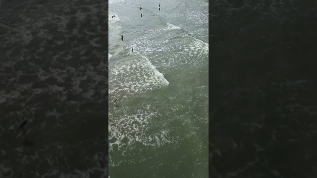 Gaivotas no Canto do Forte,  em Praia Grande SP. #
