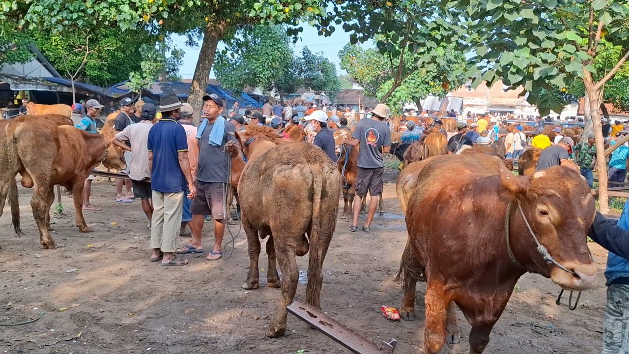 DI BORONG 2 EKOR‼️SAPI JANTAN CALON JUMBO | UPDATE HARGA SAPI KURBAN | PASAR SAPI TERTEK PARE KEDIRI