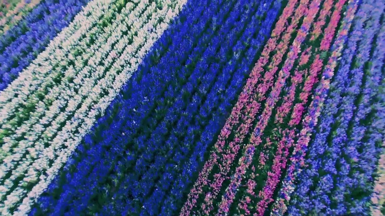 Lompoc, Ca Flower Fields
