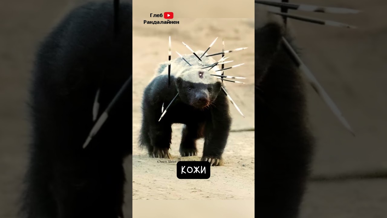 Медоед 💀 Ему Ваще Пофиг