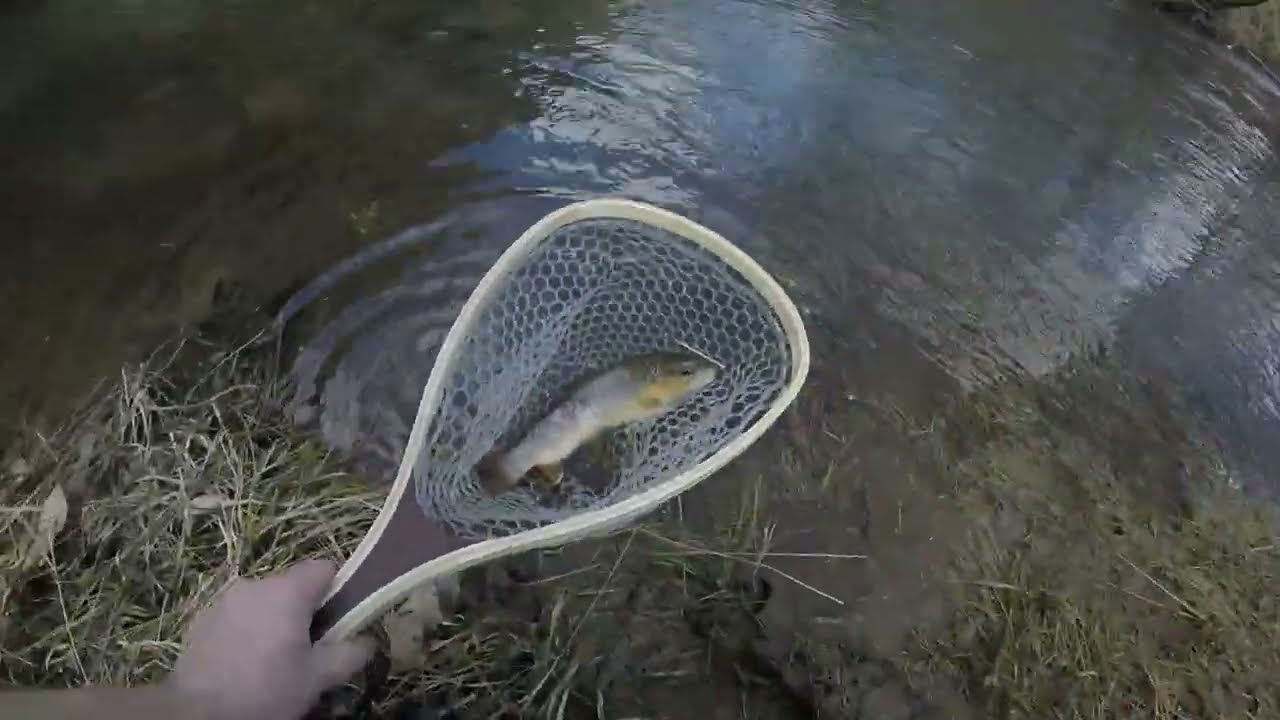 Catching PA Wild Browns