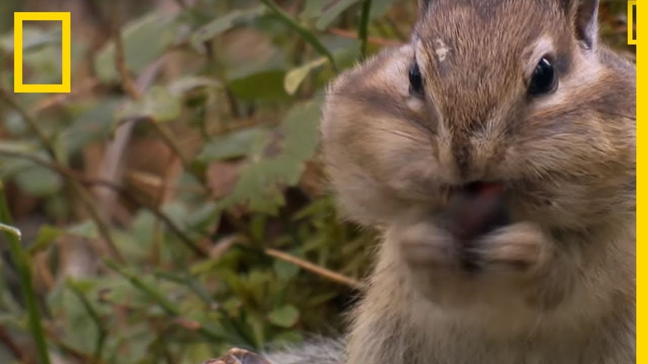 Qui sont les tamias de Sibérie ?