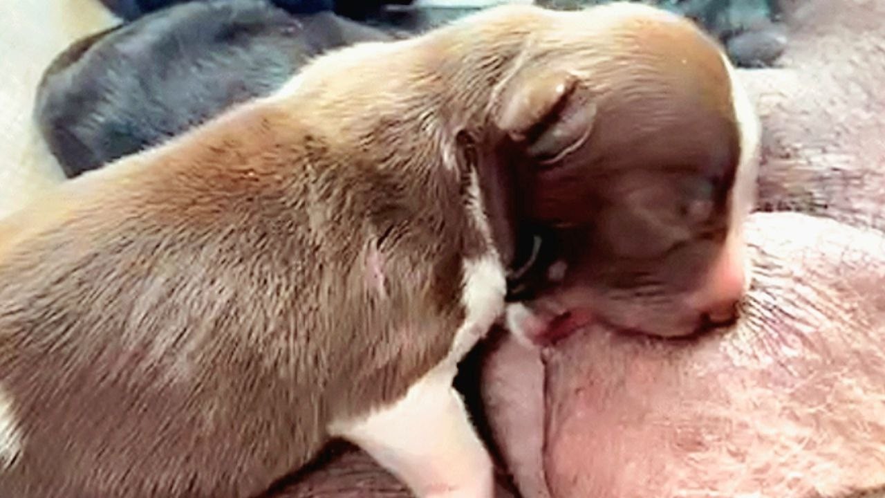 4Days-Old-Puppy-Newborn🐕🐕Drinking Mom's milk, Breastfeeding Mom's Nipples🥰#puppy #cute#doglover #dog
