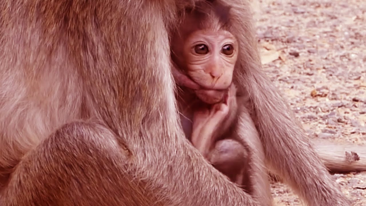 Adorable young monkey Vegan hug get milk ! Nice wildlife