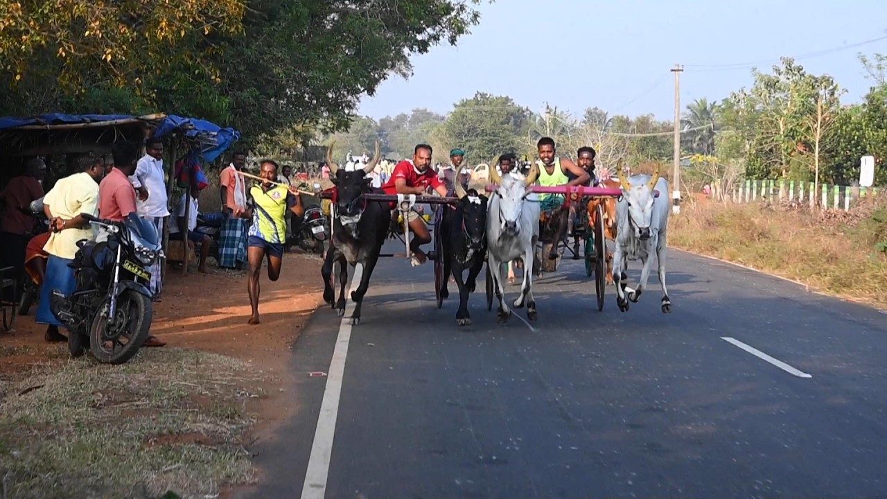ETSS-சொக்கநாதபுரம் பெரியமாடு - 19/02/2026