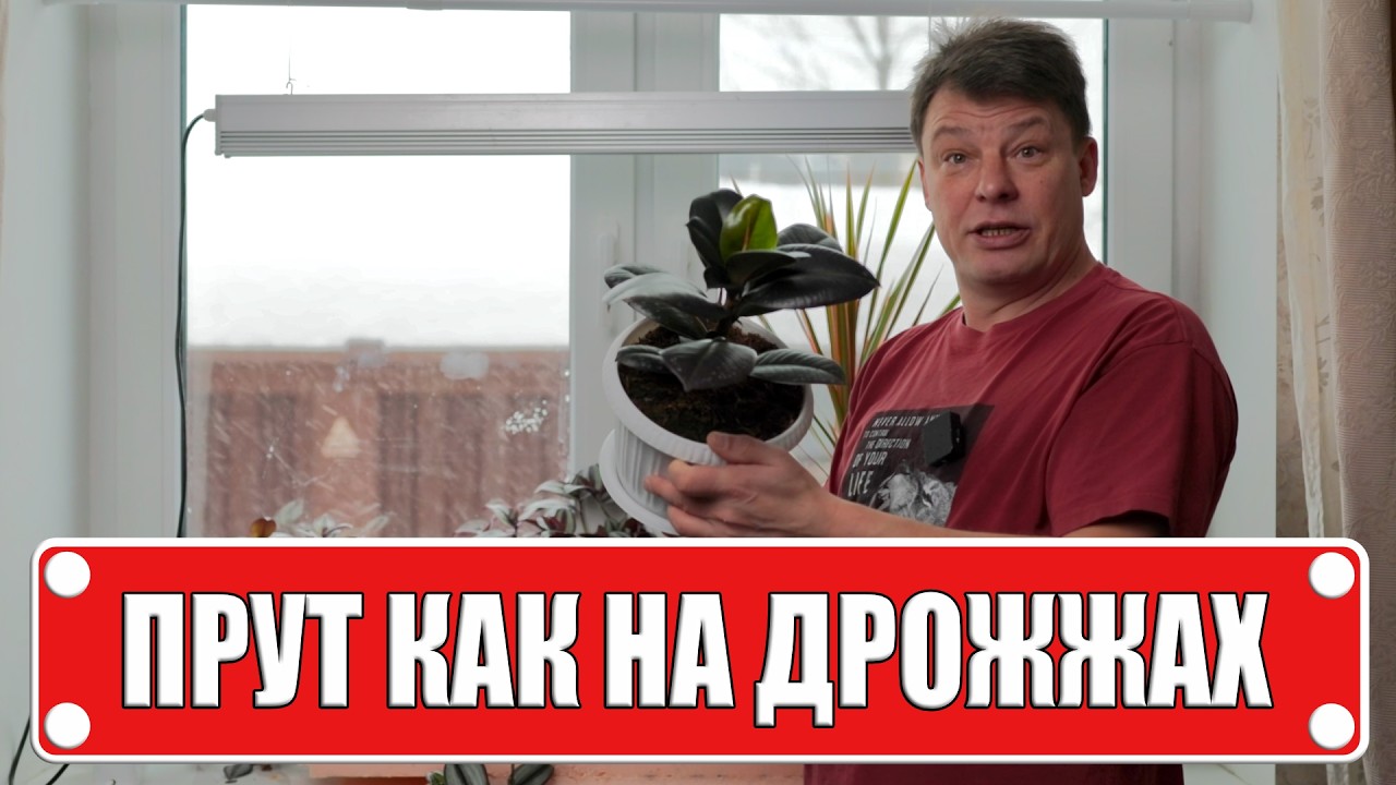 Зимний уход, питание, полив и досветка Фикуса и Драцены на окне