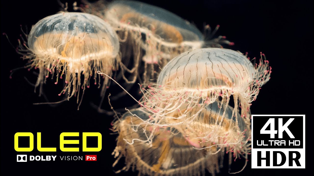 Experience CINEMA QUALITY OLED HDR 4K 120 FPS Dolby Vision video