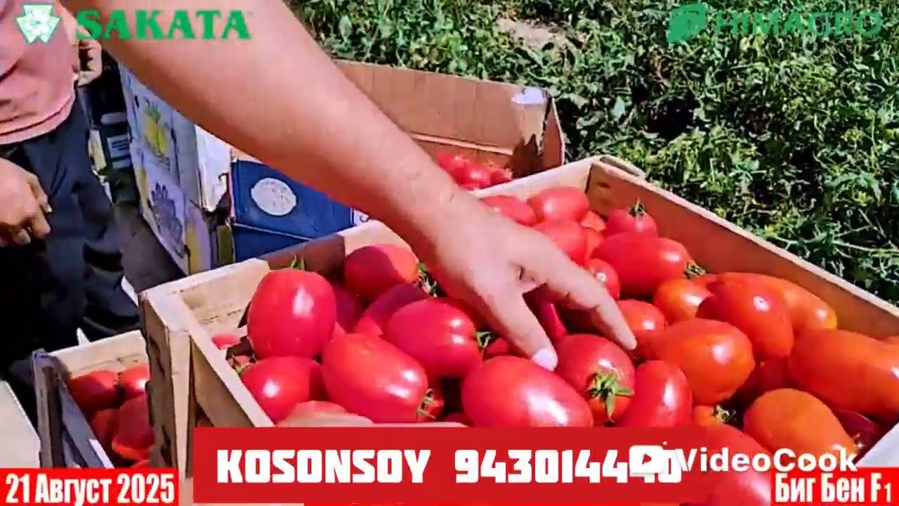 Big Ben F1 Kosonsoy Namangan