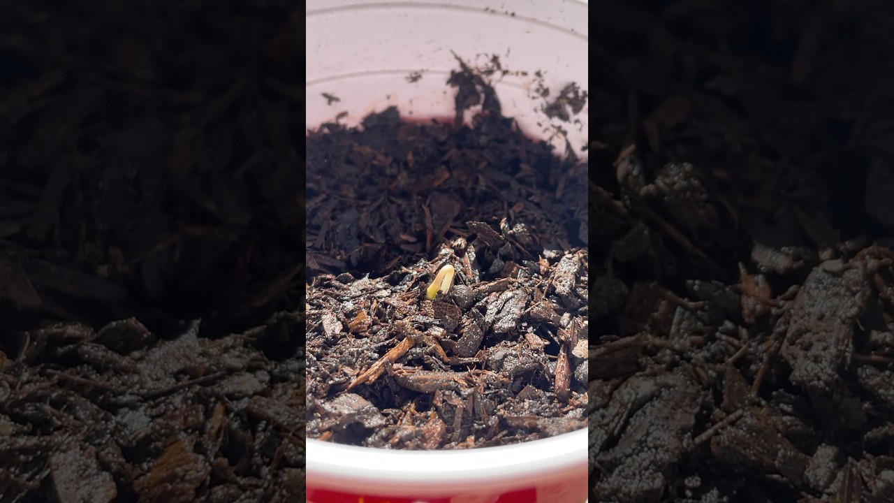 Skunk No.1 FIRST TO SPROUT 🌱 #skunkno1 #skunk #skunk1 #gardenshorts #garden #cannabiseducation