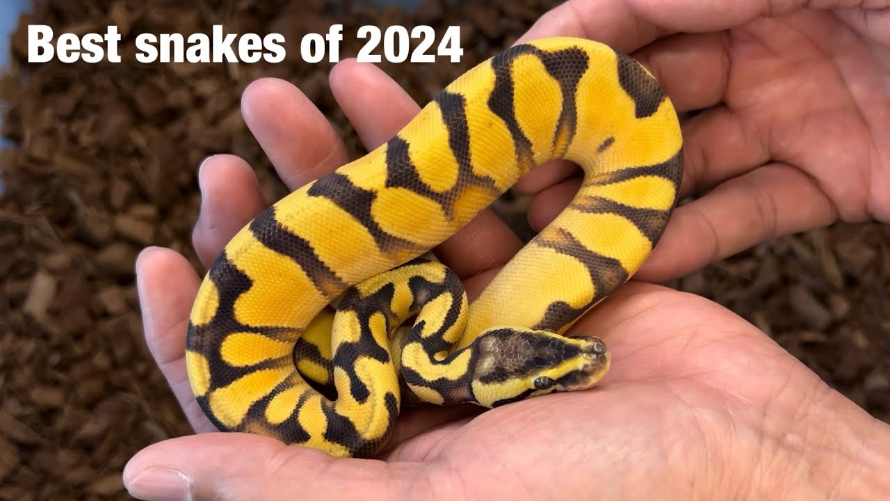 Thankful for Ball Pythons