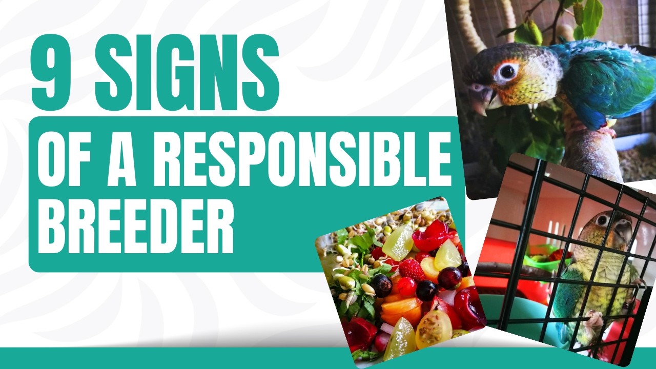 How To Find a Good Breeder | Signs Of a Great Bird Breeder