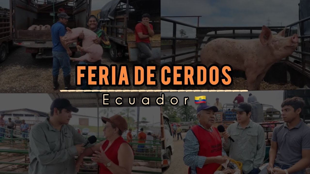 ¿El precio del chancho bajó?