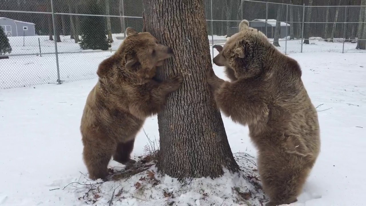 Jenny and Amy - tree struggle