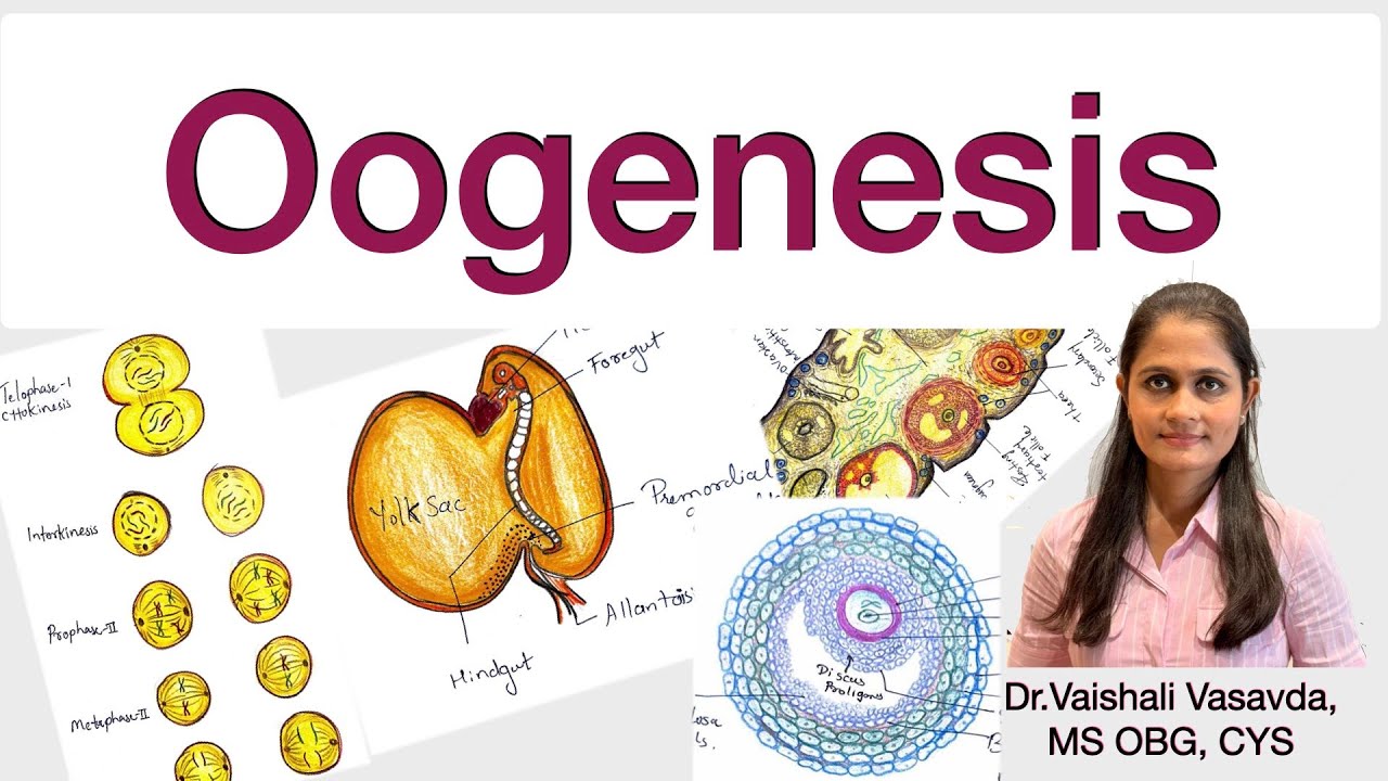 Oogenesis – Step-by-Step Explanation | Gametogenesis | EmbryologyDescription | Dr.Vaishali Vasavda