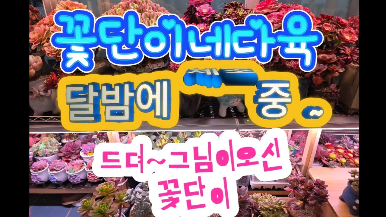 달밤에체조하는꽃단이의 마지막 언빡씽#모모다육#구매언박싱#다육이#plant#베란다힐링팜