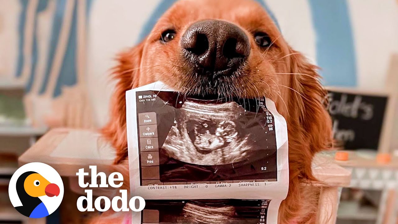 Little Girl And Her Golden Retriever Big Brother Have The Sweetest Relationship | The Dodo