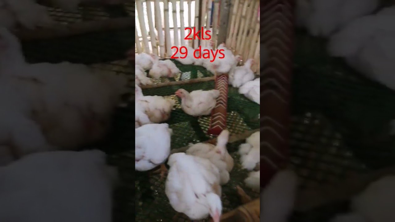 2kls weight broiler chicken #29 days