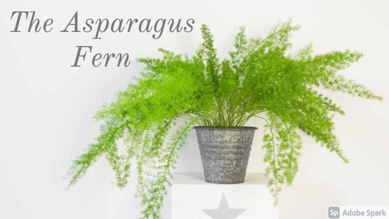 Asparagus Fern Care Guide