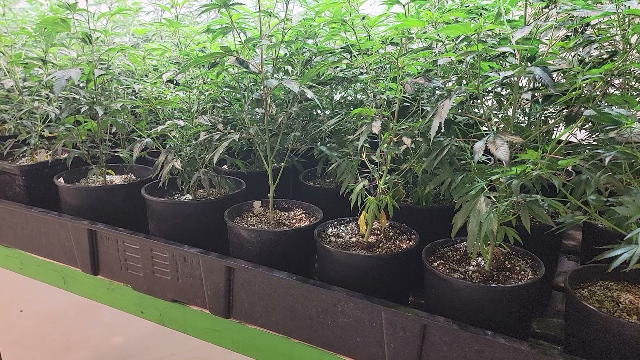 True North SeedBank Review