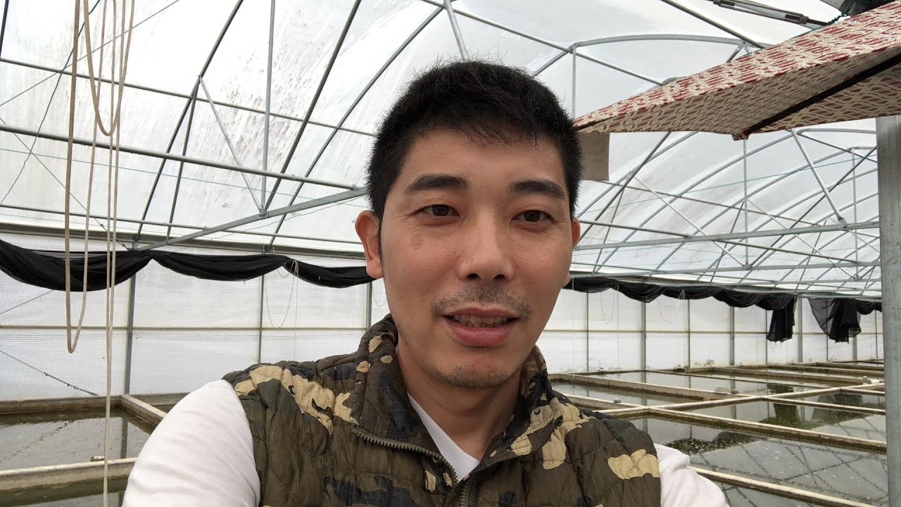 Live broadcast for goldfish fry selection and water preparation - Zhao’s Fancies