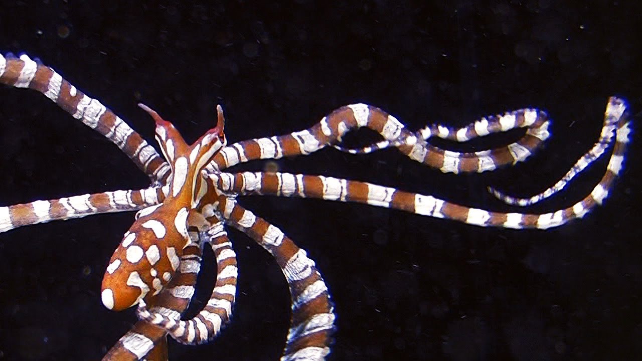 Wunderpus photogenicus in aquarium, a beautiful small octopus