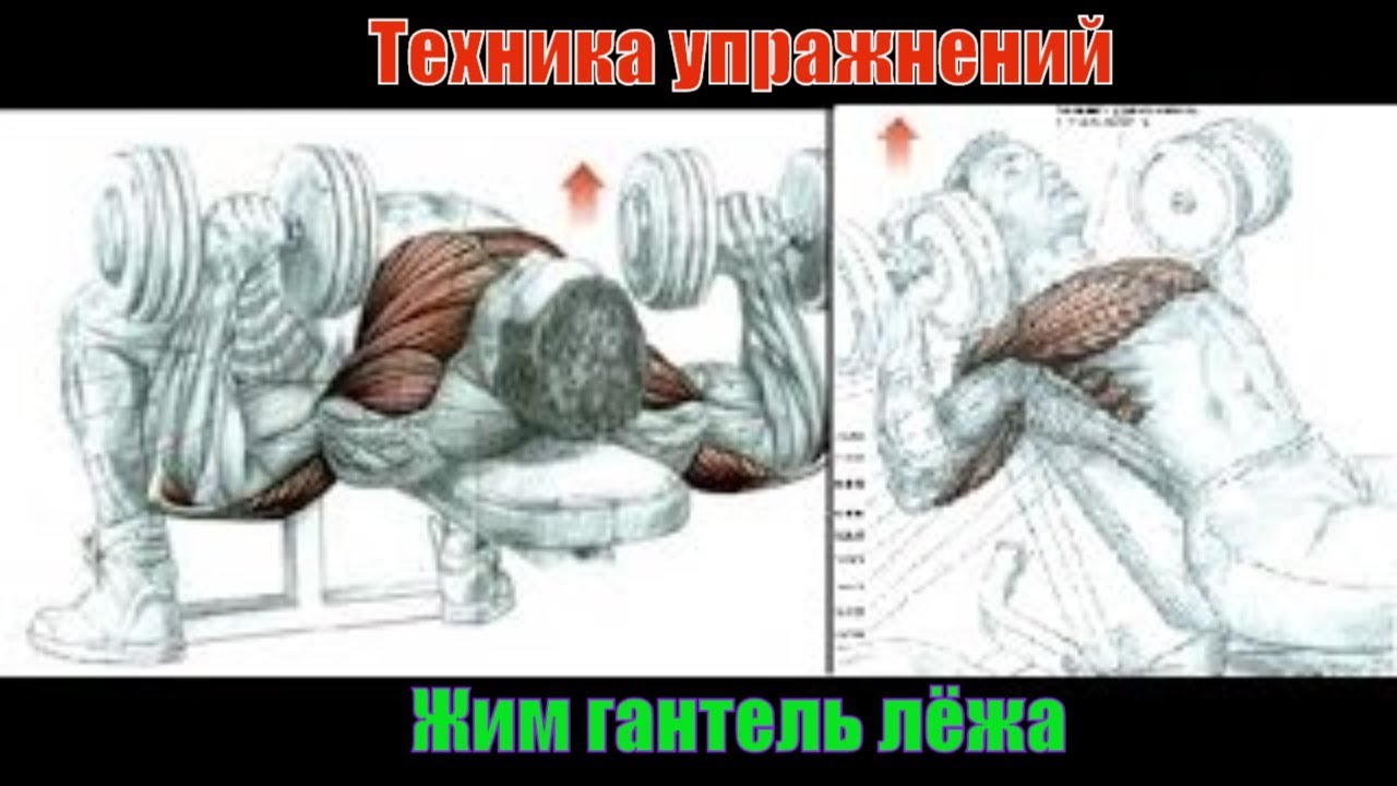Жим гантелей лёжа на горизонтальной и наклонной лавке. Как накачать грудные мышцы.