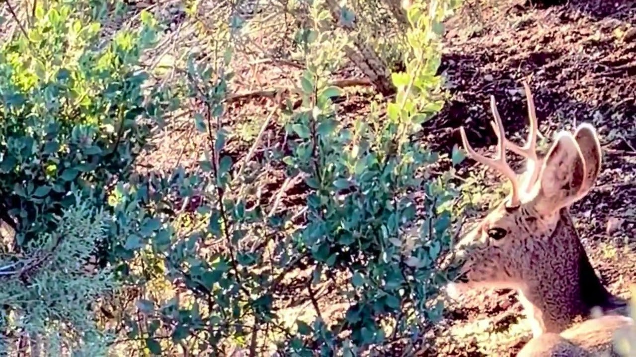 Mule deer in the back yard