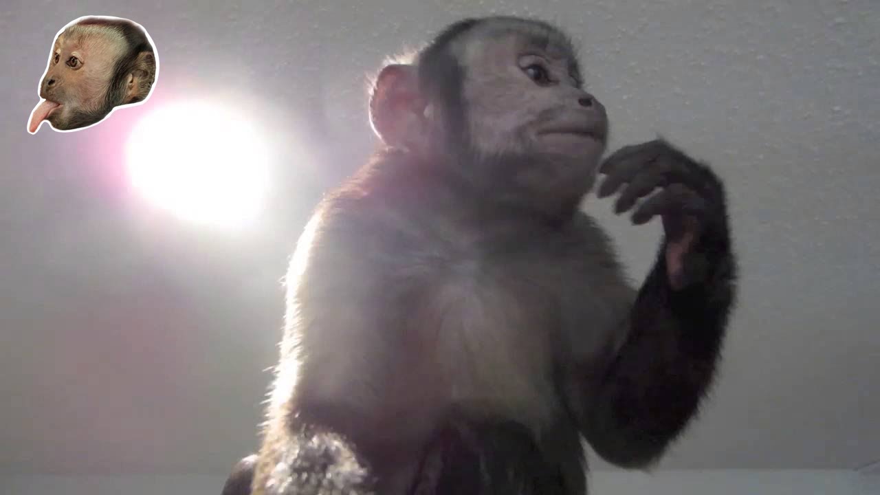 Capuchin Monkey Interaction