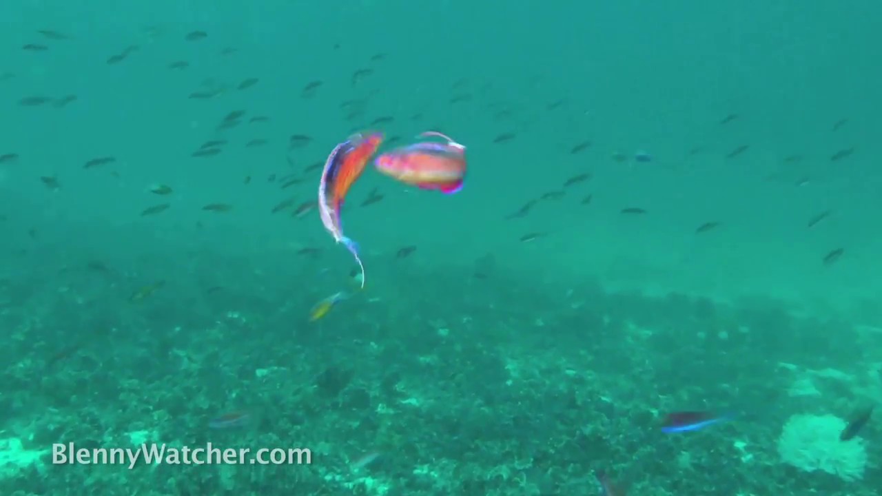 Fighting Nursalim Flasherwrasses from BlennyWatcher.com