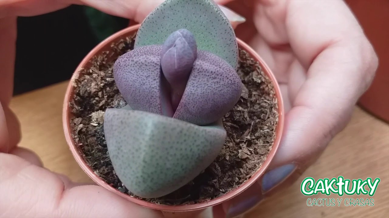 🐬🌵🌵🌵Presentación Nuevos Cactus Colección. ene 20 | Caktuky