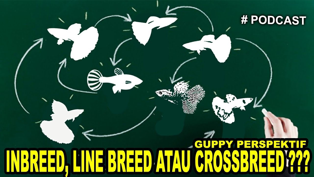 INBREED, Apakah membuat kualitas ikan guppy jelek?