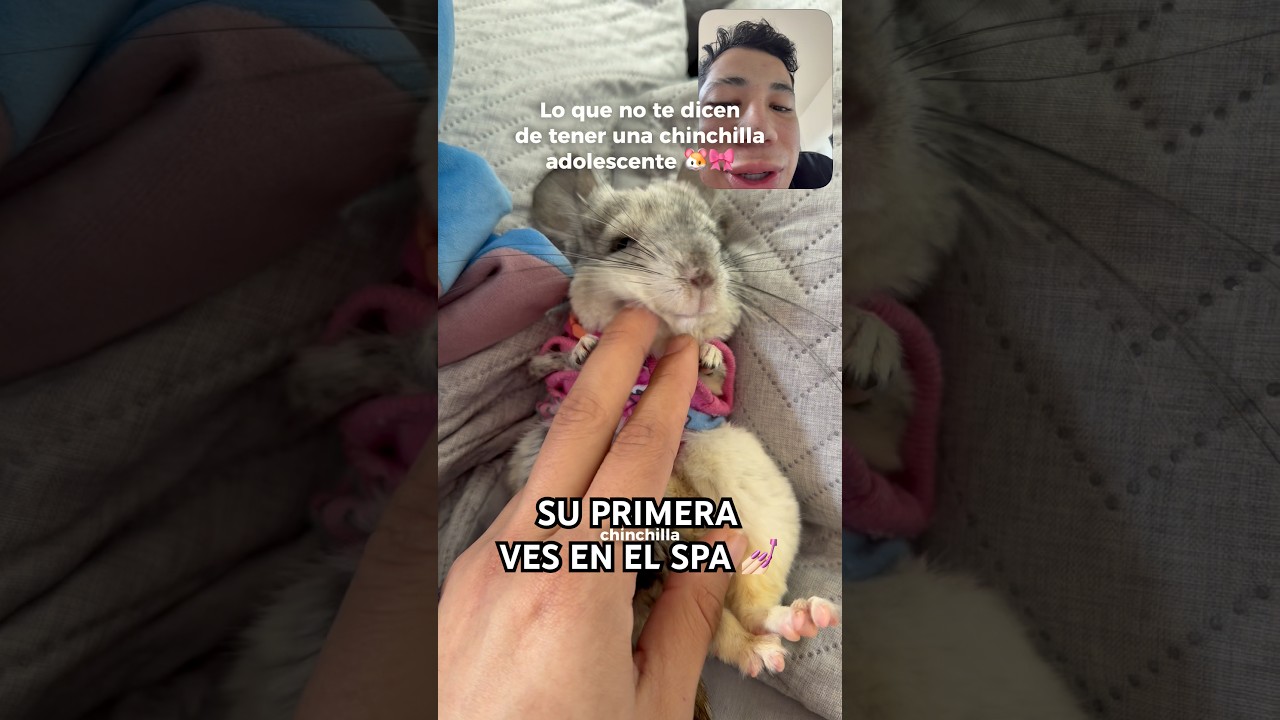 No me juzguen a&uacute;n no sabia que era elle 🫠 calai code:exito1 #chinchilla #animalestiernos #mascotas