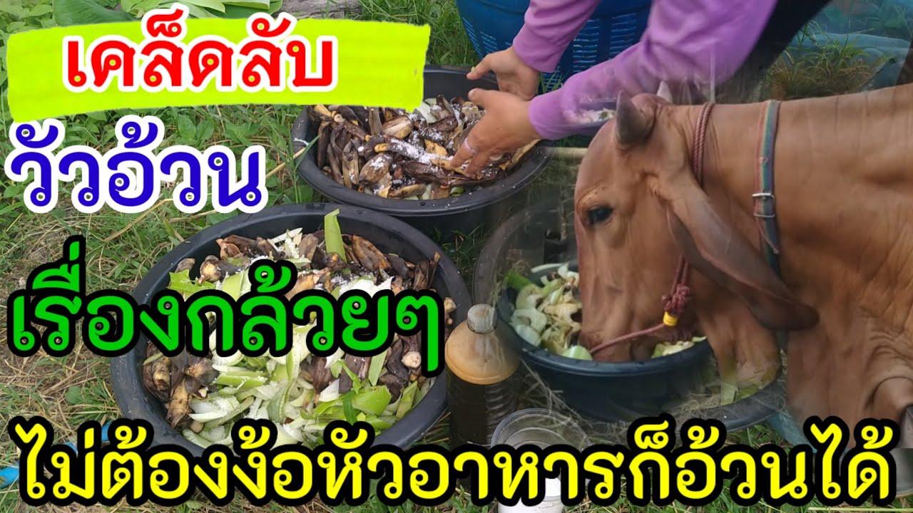 เคล็ดลับ‼️วัวอ้วน สูตรเรื่องกล้วยๆ ไม่ง้อหัวอาหารก็อ้วนได้#cow #คนเลี้ยงวัว #วัว
