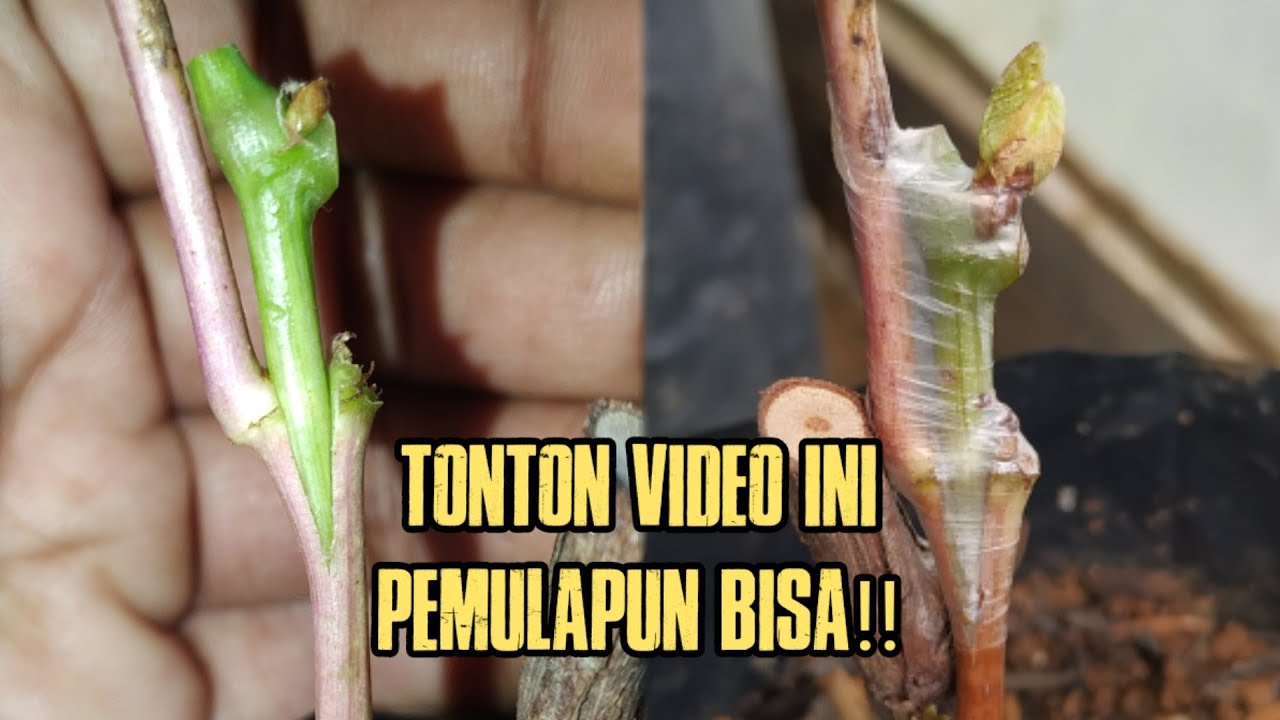 RAHASIA PEMBIBIT ANGGUR NINGRAT! Tutorial grafting anggur dengan entres muda.