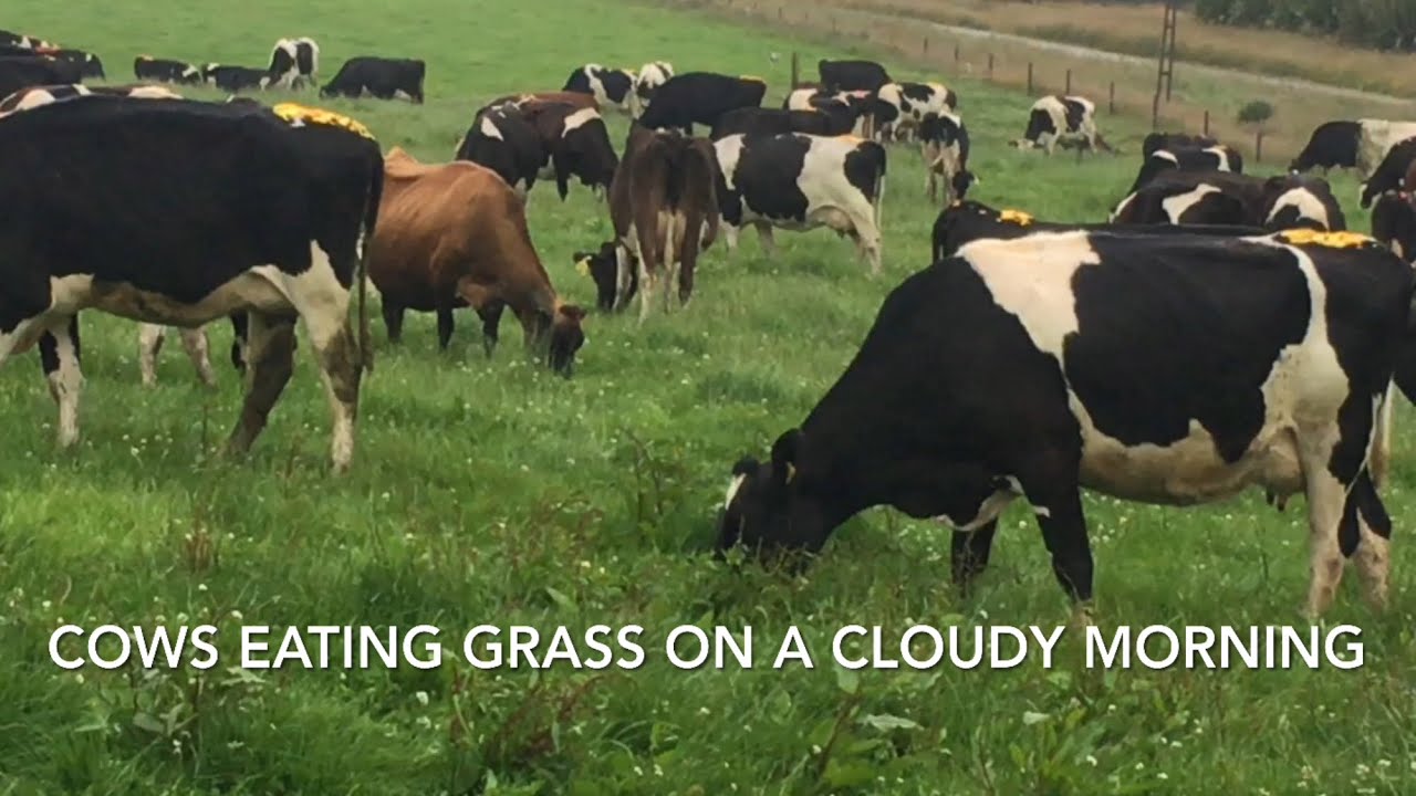 Cows Eating grass on A cloudy day /ASMR/ FARM LIFE NZ / Pete Farm Life