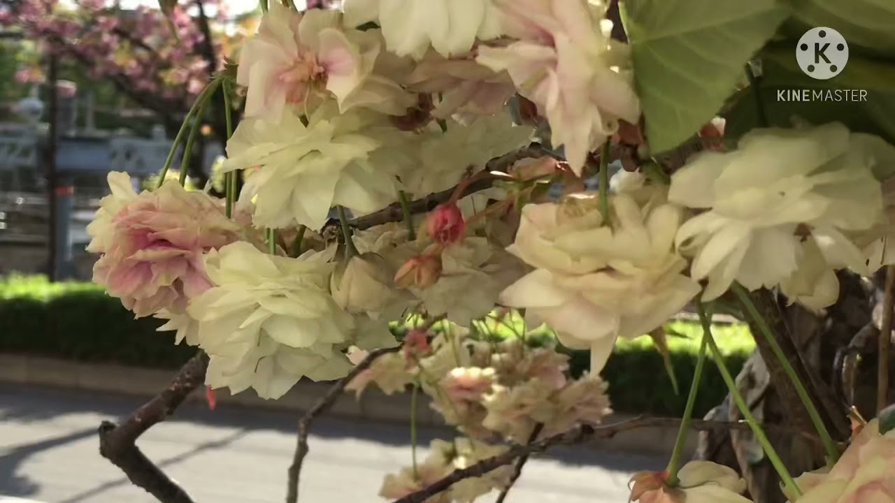 “NATURE LOVER “ JAPAN SPRING FLOWERS TREE..