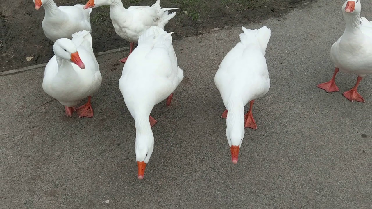 Halp! Goose attack