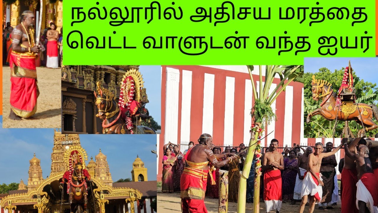நல்லூரில் அதிசய மரத்தை வெட்ட வாளுடன் வந்த ஐயர் 