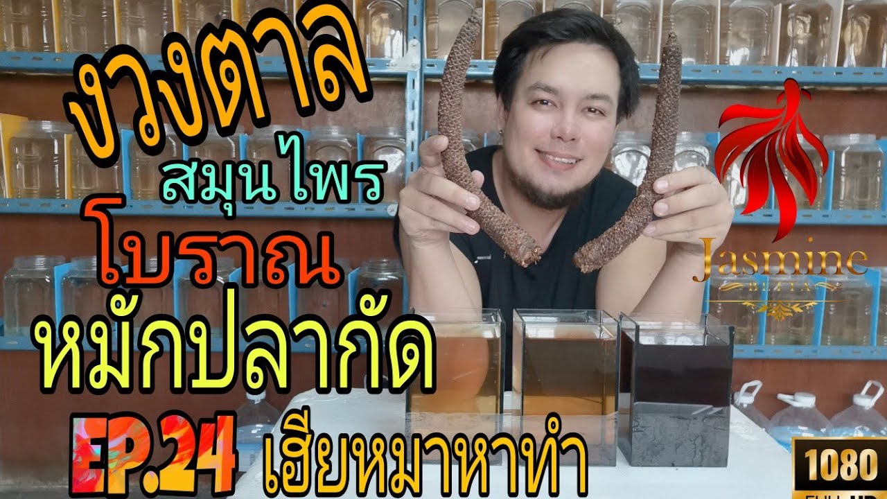 งวงตาล สมุนไพรหมักปลากัด สูตรโบราณ | EP.24 เฮียหมาหาทำ