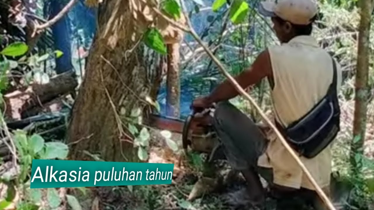 proses penebangan kayu alkasia ..lek yadi jombre